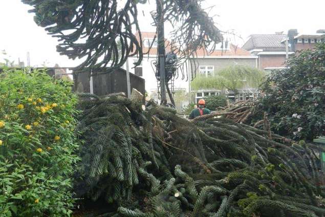 in stukken zagen boom opruimen boom boom vellen hovenier tuin tuinaanleg tuinonderhoud bestrating rooien berken boom kastanje lijsterbes beuk eik wilgenboom truerwilg populierenboom linde boom wilde kastanje paardekastanje